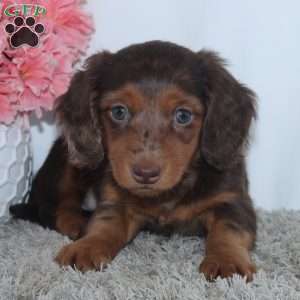 Quincy, Dachshund Puppy